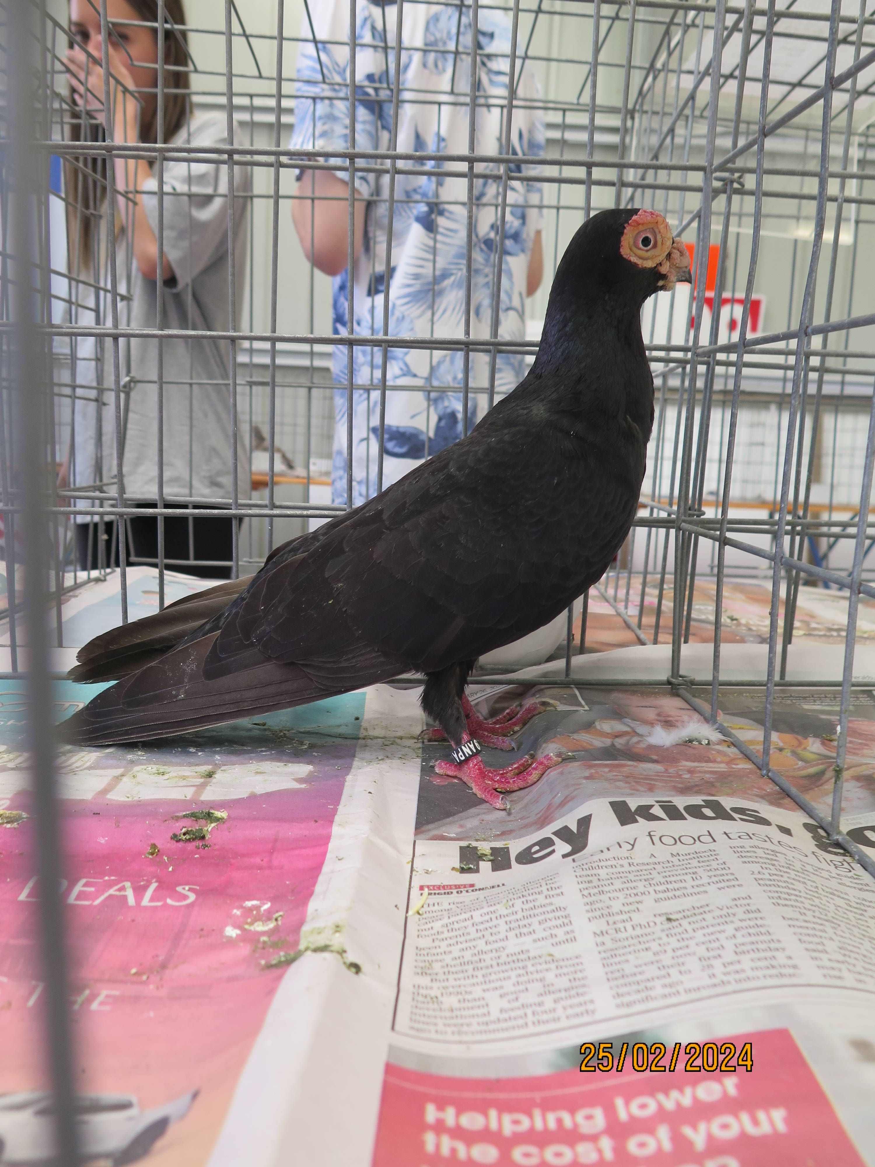 DFPS @ 2024 Berwick Show