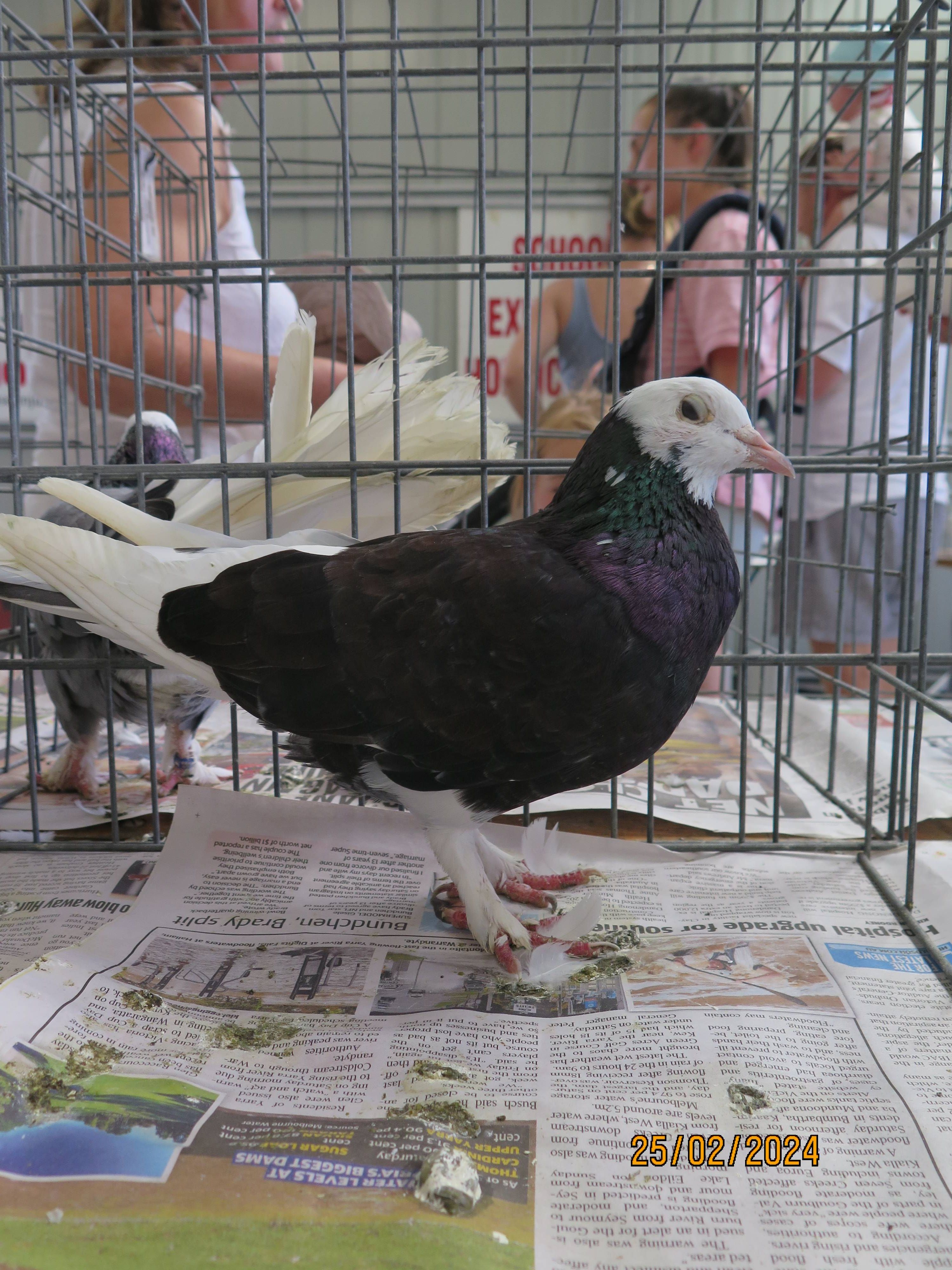 DFPS @ 2024 Berwick Show